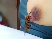 horsefly that suck the nipple
